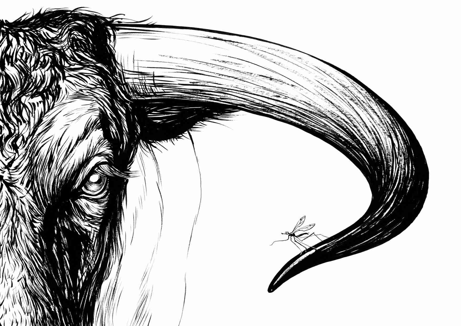 a gnat on a bull horn