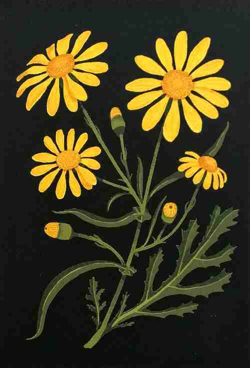 Common Ragwort by Martin Grover
