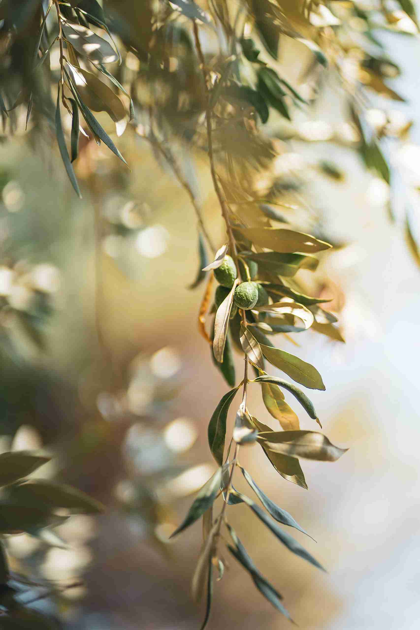 Green Olive Tree Branch